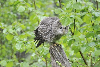 Young Ural owl on a trunk tree
