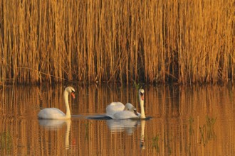 Mute Swan (Mating Pair), Mute Swan (Pair courting)
