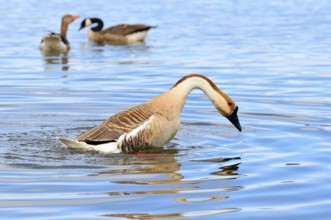 Schwanengans (Anser cygnoides), Swan Goose (Anser cygnoides) am Ammersee