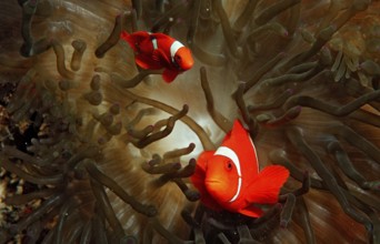 Spiny anemonefish, Premnas aculeatus, Indonesia, Wakatobi Dive Resort, Sulawesi, Indian Ocean,