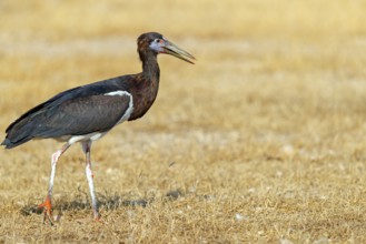 Abdim's stork, rain stork, Abdim, (Ciconia abdimii), African stork species, family of storks,