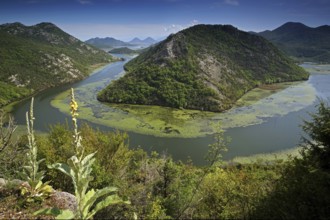 Montenegro, Skadar Lake, Skutari Lake, Lake Skadar, Montenegro, Europe