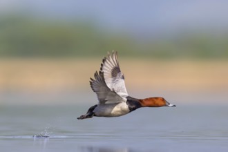Pochard, (Aythya ferina), Anas ferina, animals, birds, duck birds, flight photo, Race area -