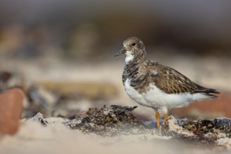 Turnstone, (Arenaria interpres), Animals, Birds, Snipe family, Heligoland, Schleswig-Holstein,