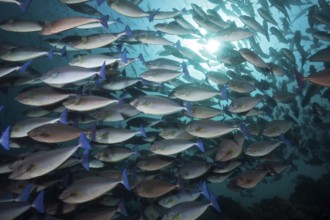 Swarm of blue-tailed nose doctor, Naso caeruleocauda, Raja Ampat, West Papua, Indonesia, Asia
