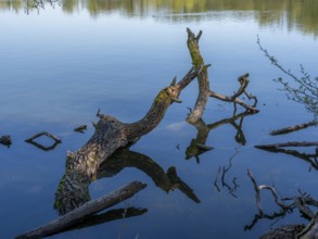 Deadwood reflected in the water of the Kreuzteich pond in the Riddagshäuser Teiche nature reserve,
