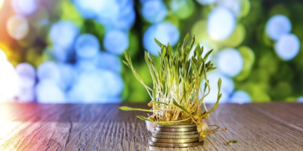 Sprouted wheat on stack of coins nature background. Roots, food, health. Micro green sprouts.