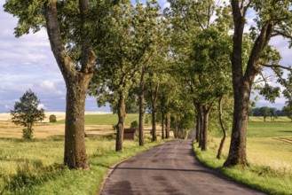 Avenue in Masuria