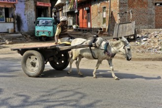 Fort Amber, Amber, near Jaipur, Rajasthan, North India, India, Asia, Scene of an everyday street