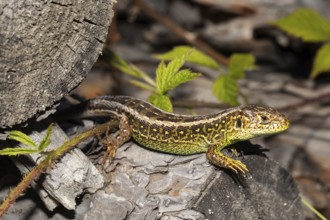 Sand lizard (Lacerta agilis)