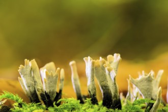 Candlestick fungus