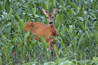 Roe deer (Capreolus capreolus)