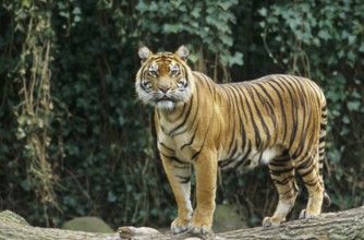 Tiger (Panthera tigris)