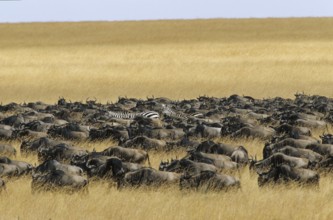 Wildebeest on the great migration (Connochaetes taurinus)