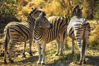 Game drive safari. Three African Zebras in Madikwe Game Reserve, South Africa, located against the