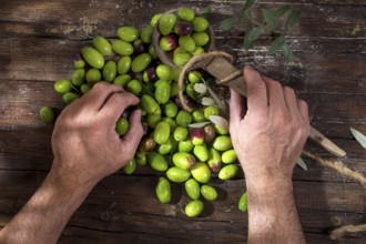 Cleaning and preparation for the brine of the big green olives