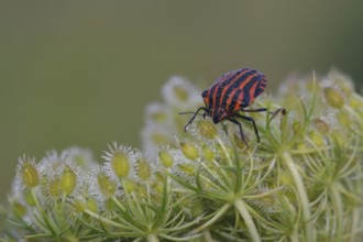 Graphosoma lineatum and Daucus carota subsp. carota. Stripe bugs on wild carrot