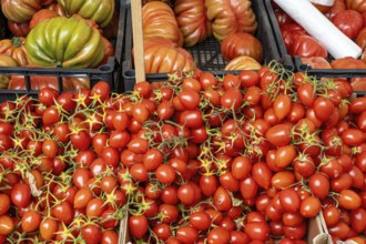 Small and large tomatoes for sale at a market