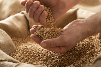 Caucasian male showing wheat grains in his hands over burlap sack