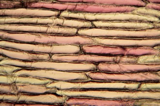 Onion cells under the microscope