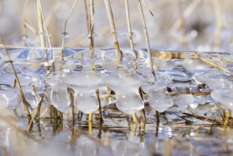 Frozen ice formations surround reed grasses standing in clear water, Sipplingen, Lake Constance,