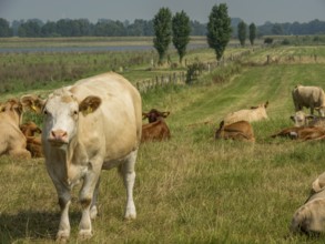 A cow stands on a green pasture with other grazing cows and trees in the background, xanten, North