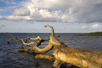 Tree in the sea