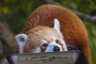 An inquisitive red panda in a zoo in Australia