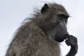 A chacma baboon portrait early in the morning in South Africa