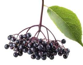 Ripe elderberry cluster with a vibrant green leaf, isolated on a white background with a clipping