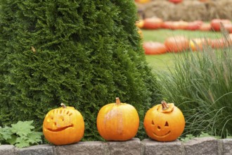 Three carved pumpkins with faces stand on a wall in the garden, borken, münsterland, germany