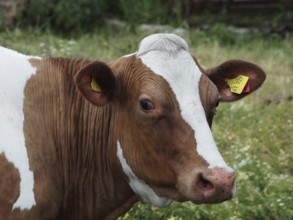 Close-up of a brown and white cow with ear tag in a meadow, Borken, Westphalia, Germany, Europe