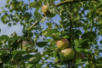 Apples hanging on a tree with green leaves under a blue sky, Bogen, Lower Bavaria