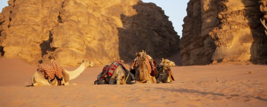 Camels lying down in the desert sand, Wadi Rum, Jordan banner