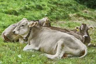 Dairy Cattle in the Traditional Pasture. Bolsternang, Germany Bolsternang, Germany, Europe