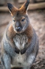 Close-up of a wallaby (Macropodidae) with detailed fur in a natural environment, Eisenberg,