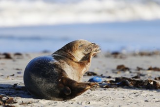 Grey seal (Halichoerus grypus), Heligoland, Schleswig-Holstein, Germany, Europe