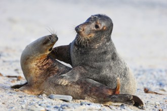 Grey seal (Halichoerus grypus), Heligoland, Schleswig-Holstein, Germany, Europe