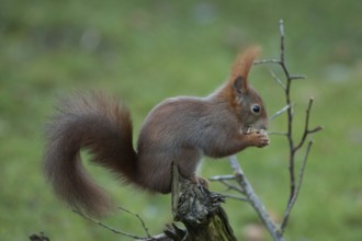 Squirrel holding nut in hands sitting on tree stump looking right