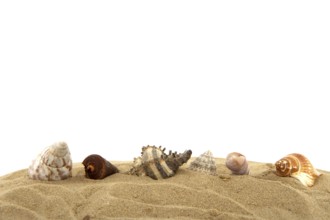 Many shells at the beach with white background