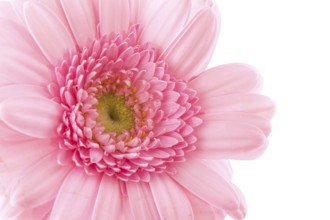 Pink Gerber in macro on white background
