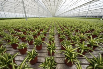 Striped house plants in greenhouse for growing