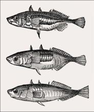 3 different types of three-spined stickleback (Gasterosteus aculeatus), 19th century