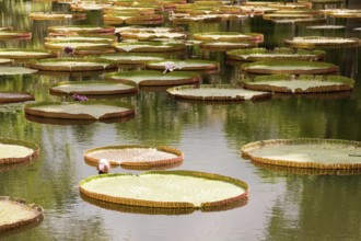 A pool with many leaves and flowers of the giant water lily Victoria