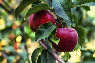 Branches of apple trees with ripe, juicy fruits