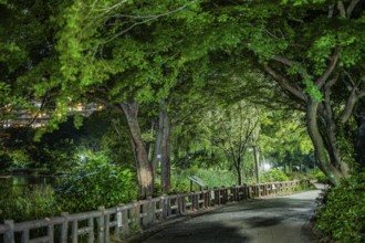 Night of the Inokashiro Park. Shooting Location: Tokyo Musashino City