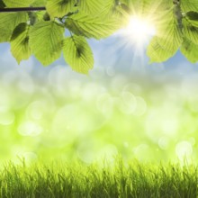 Spring background with grass, sun over blue sky