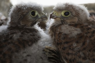 Kestrel two young birds sitting together in the nesting area