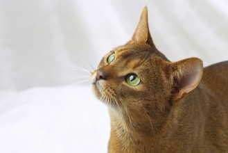 ABYSSINIAN WILD COLOURED, ABYSSINIAN CAT, RUDDY, WILDLOOKING