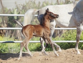 Running arabian little foal with mom